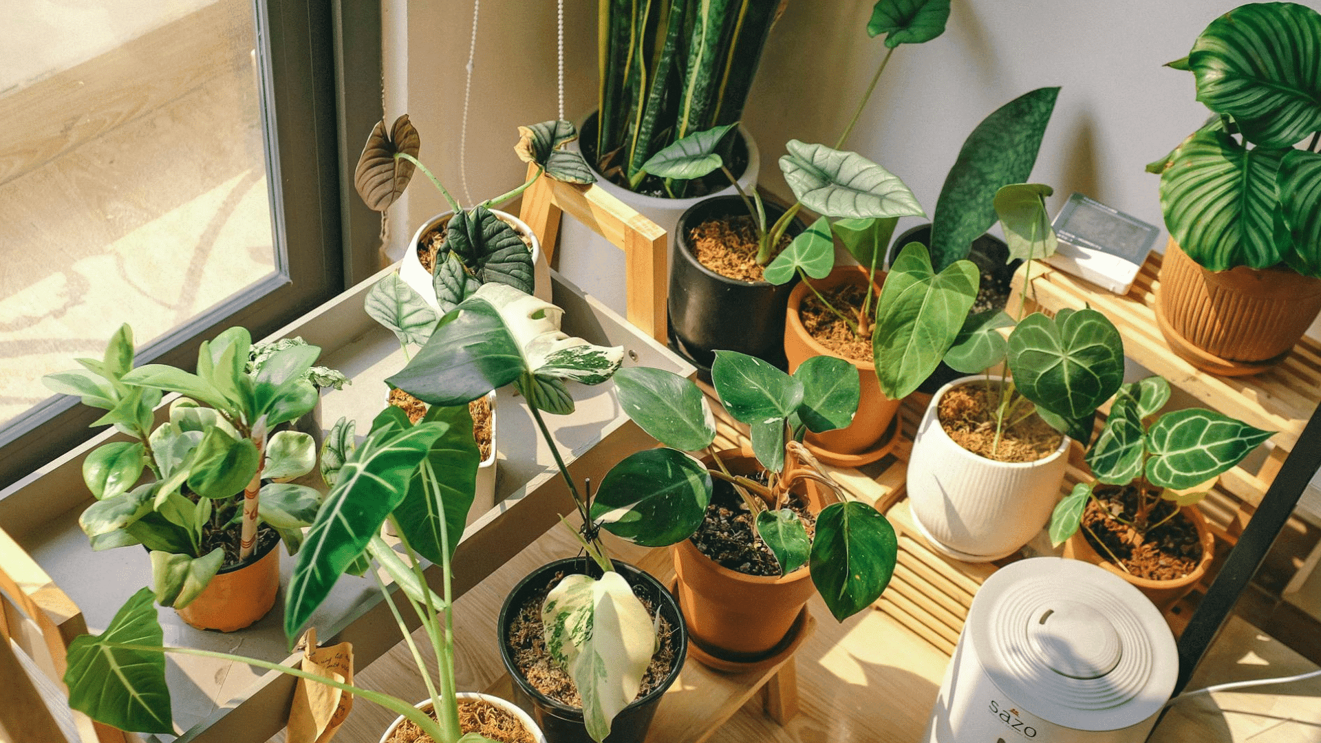 Feng Shui Plants for Any Space