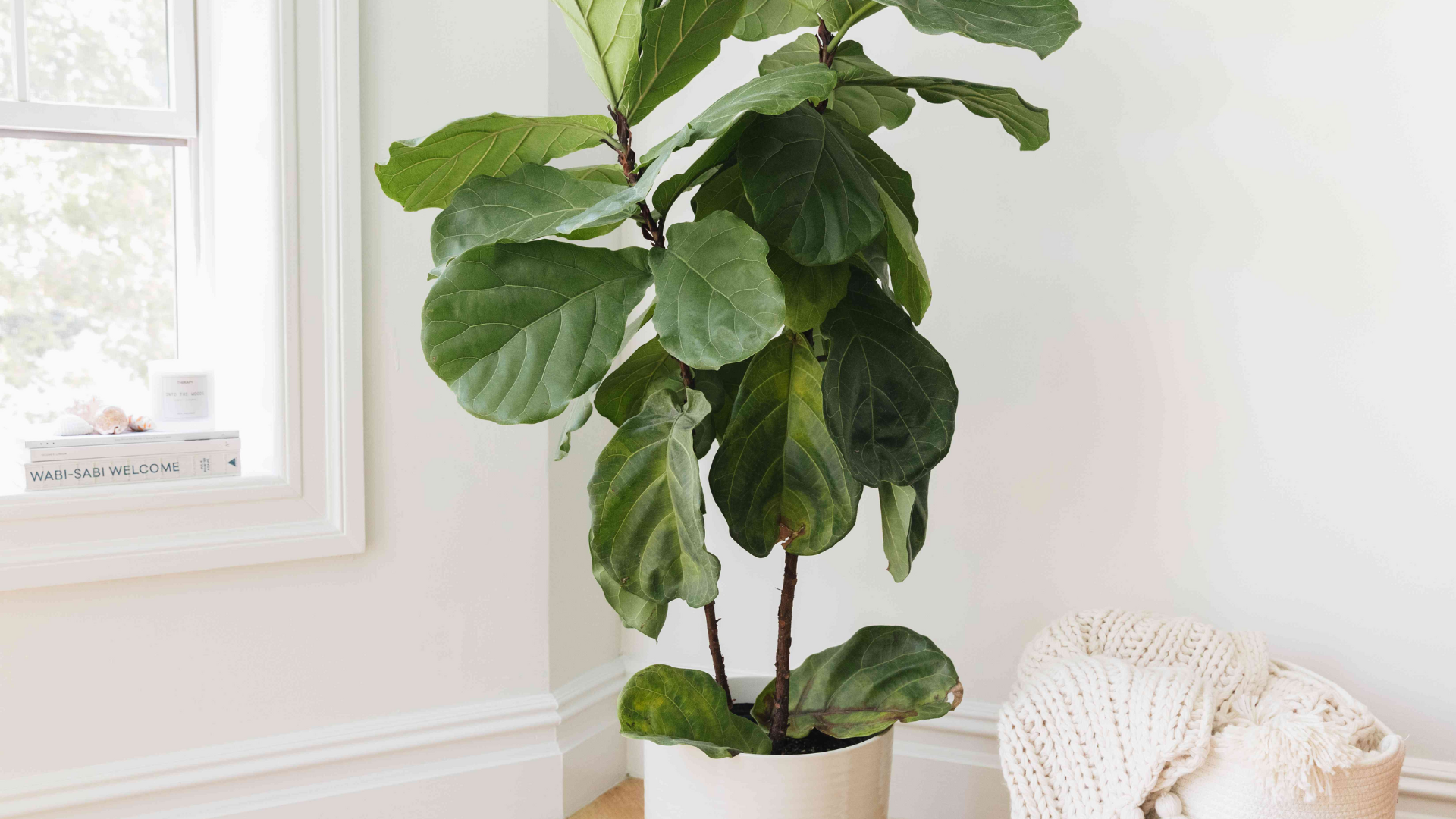 Fiddle_Leaf_Fig