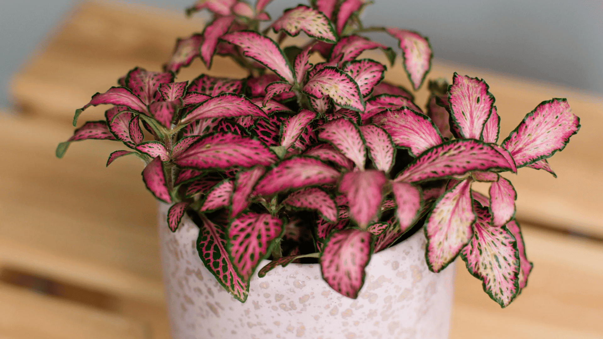 Fittonia