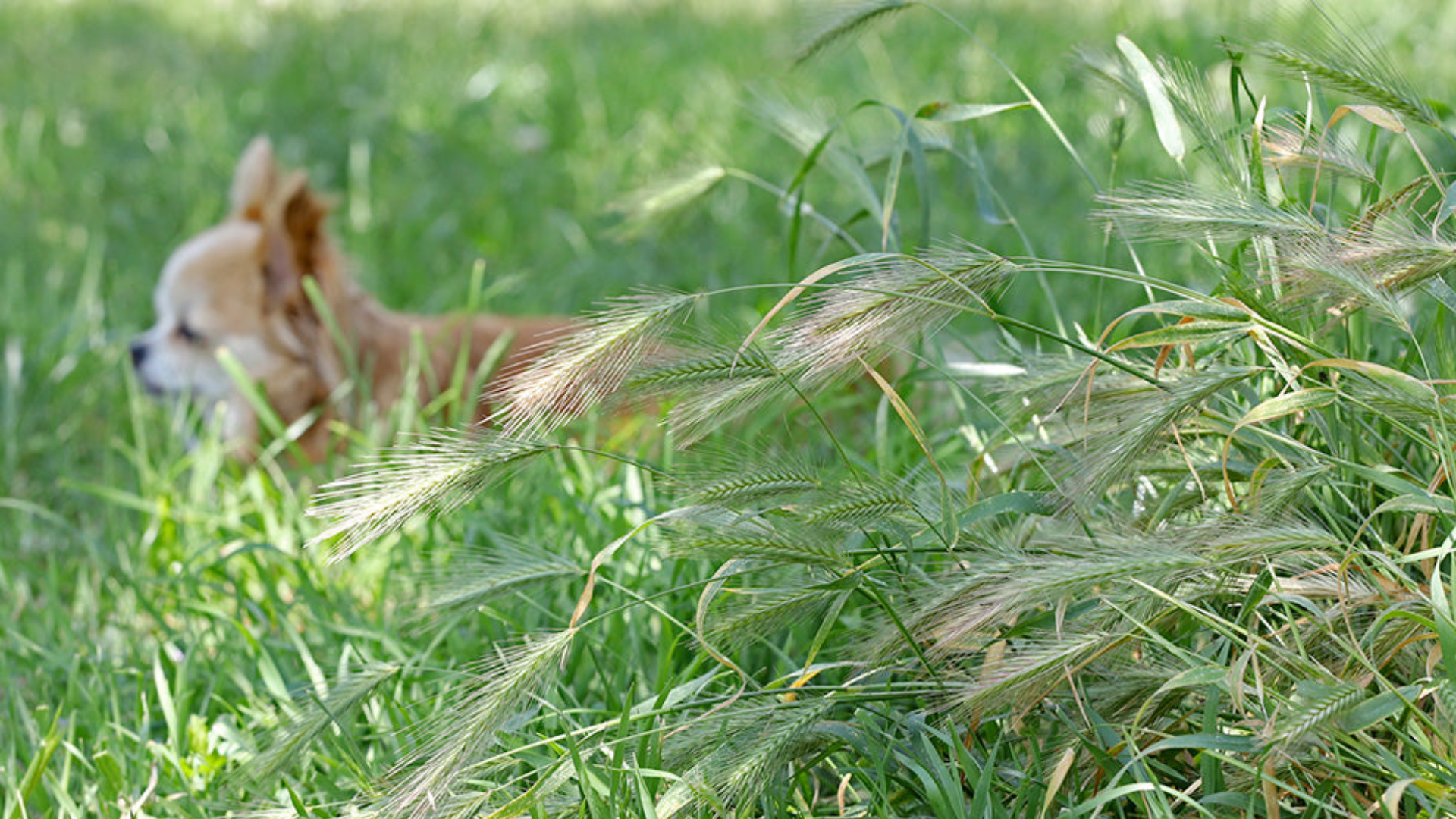 Foxtail Grass and Pets Why It’s a Serious Problem