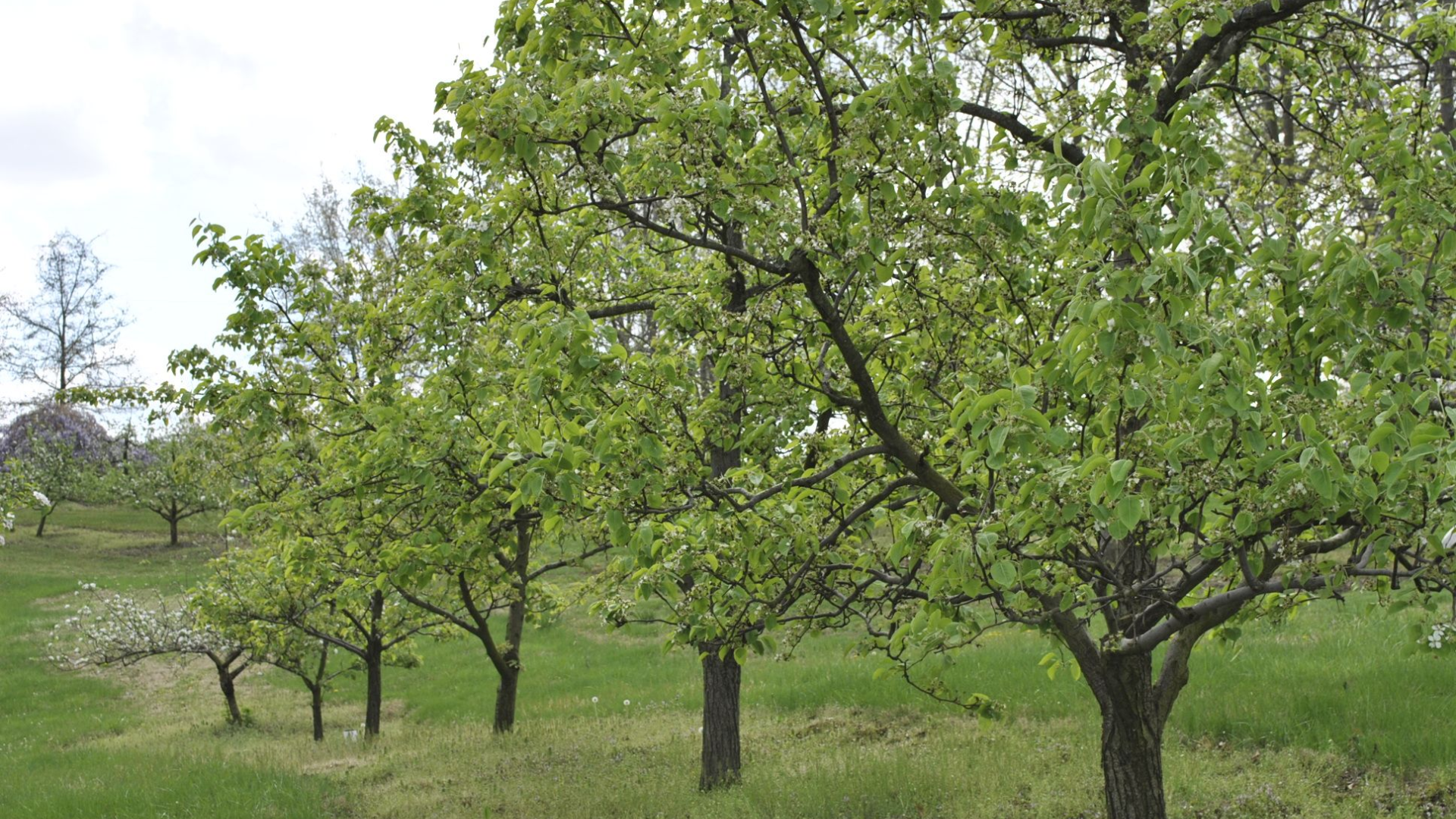 Fruit Trees That Commonly Fail to Produce