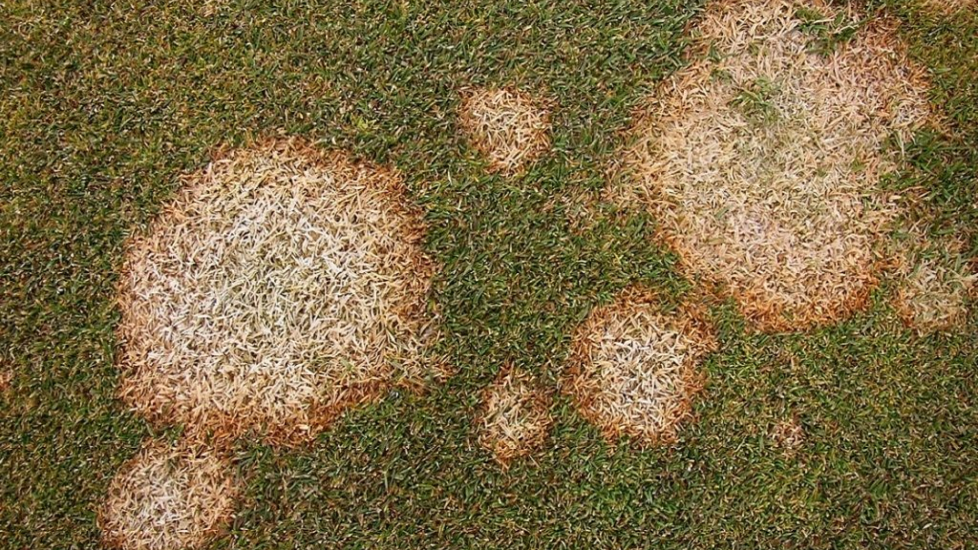 Fusarium_Patch
