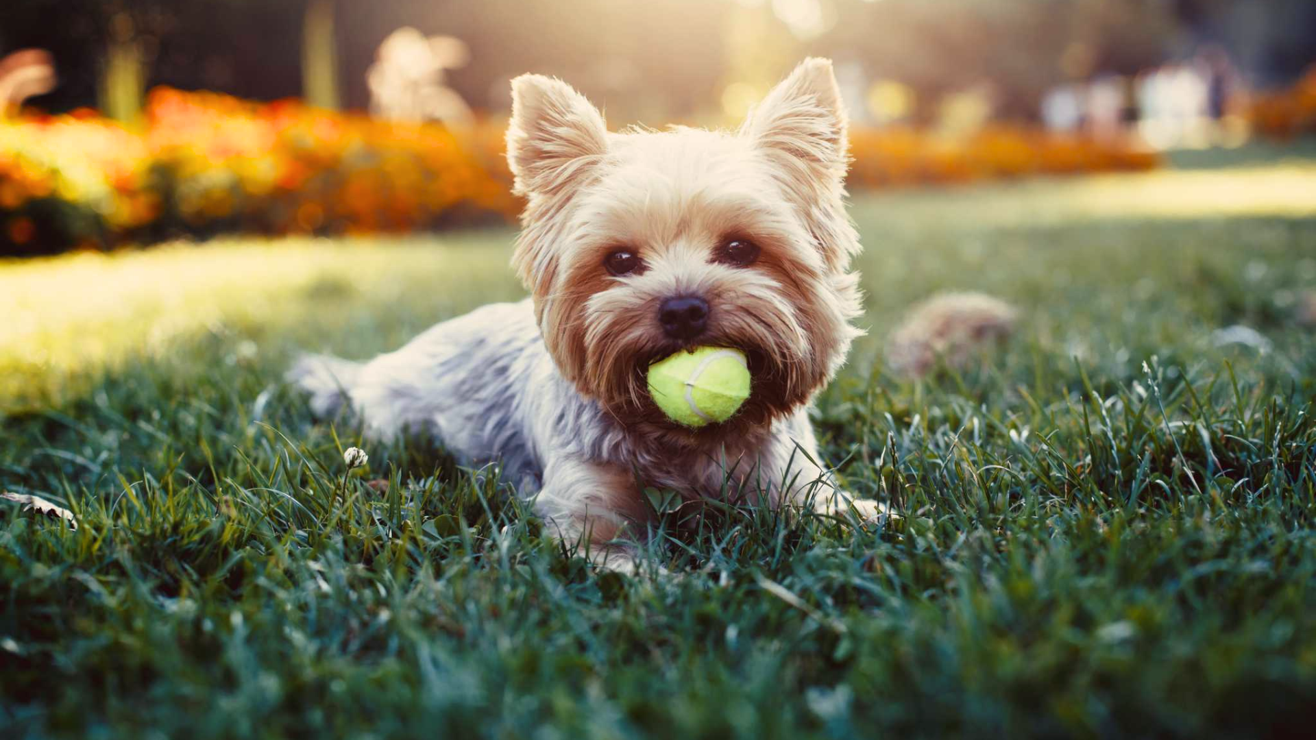 General Fertilizer Precautions and Dogs