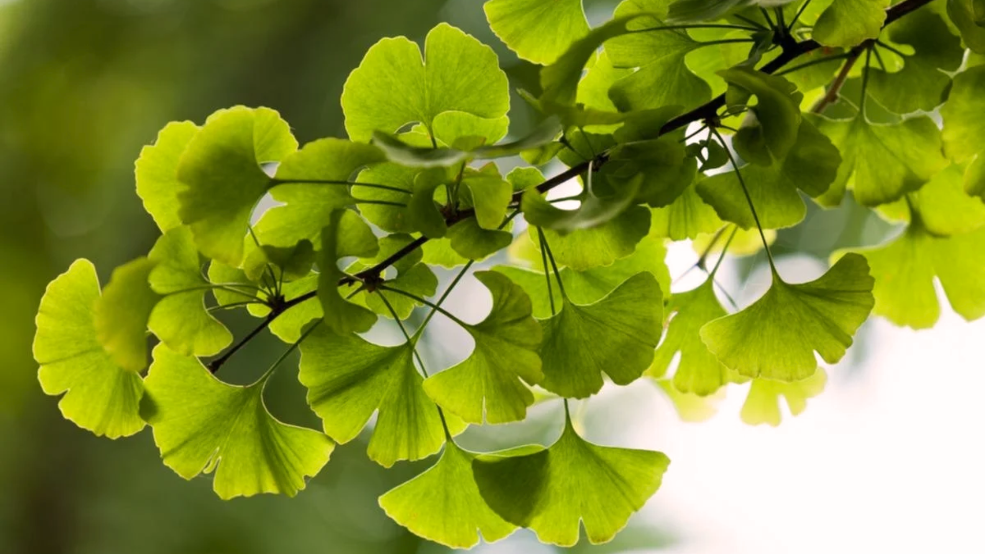 Ginkgo