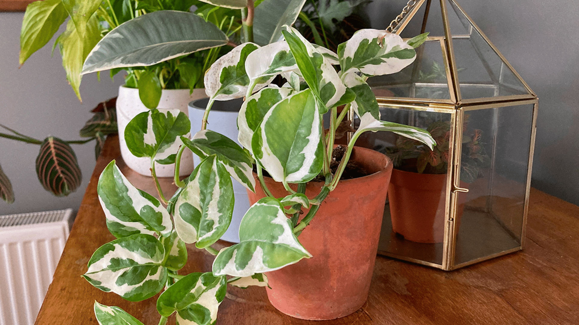 Golden_Pothos