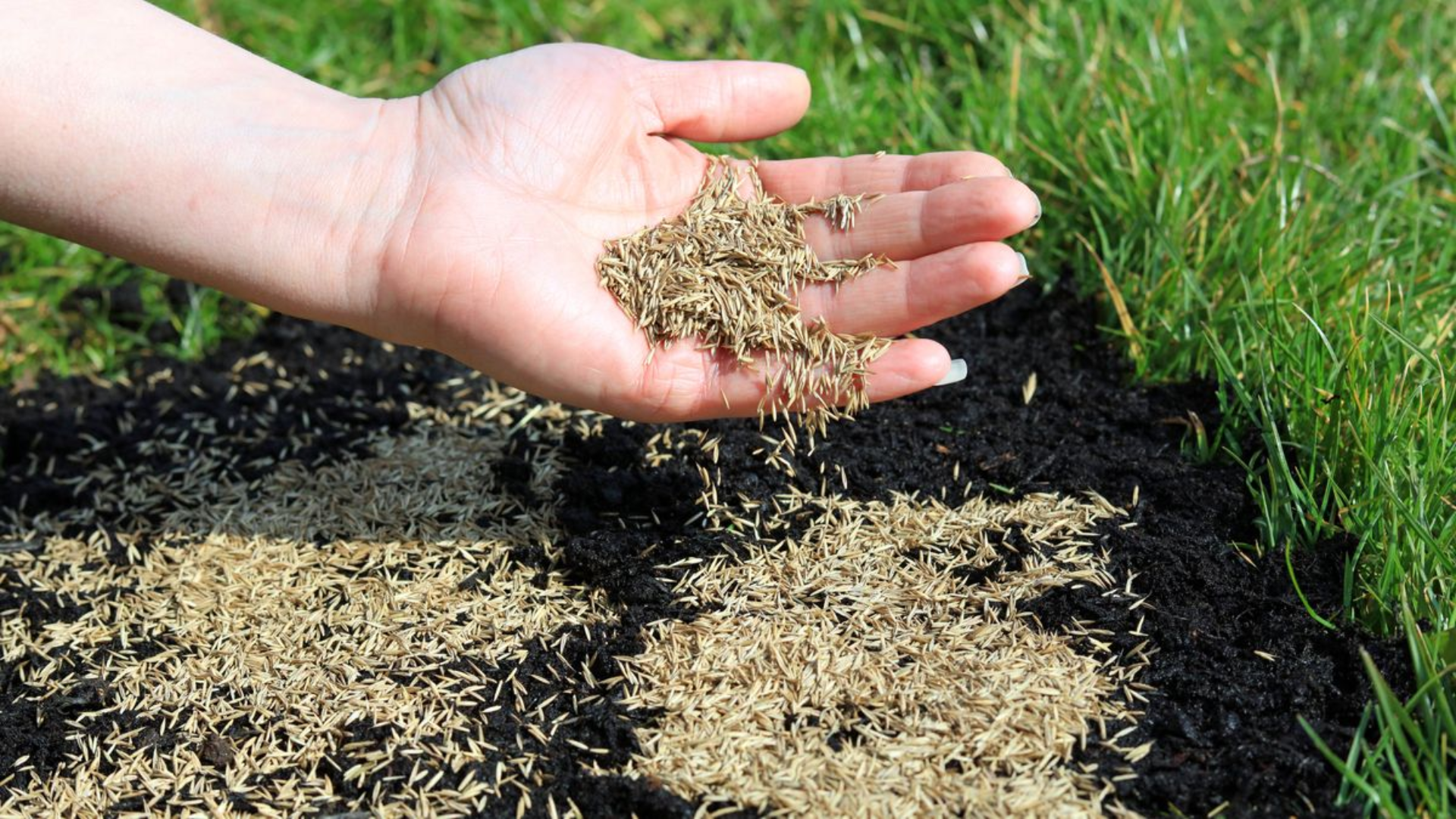 Grass_Seed_How_to_Plant_It