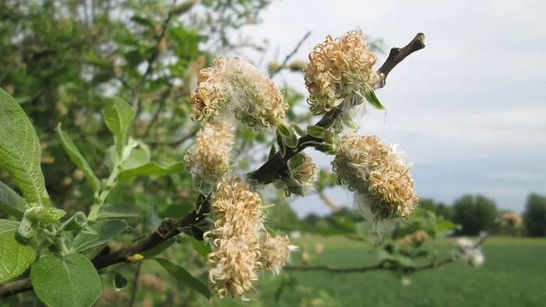 Gray Willow: What to Know Before You Grow