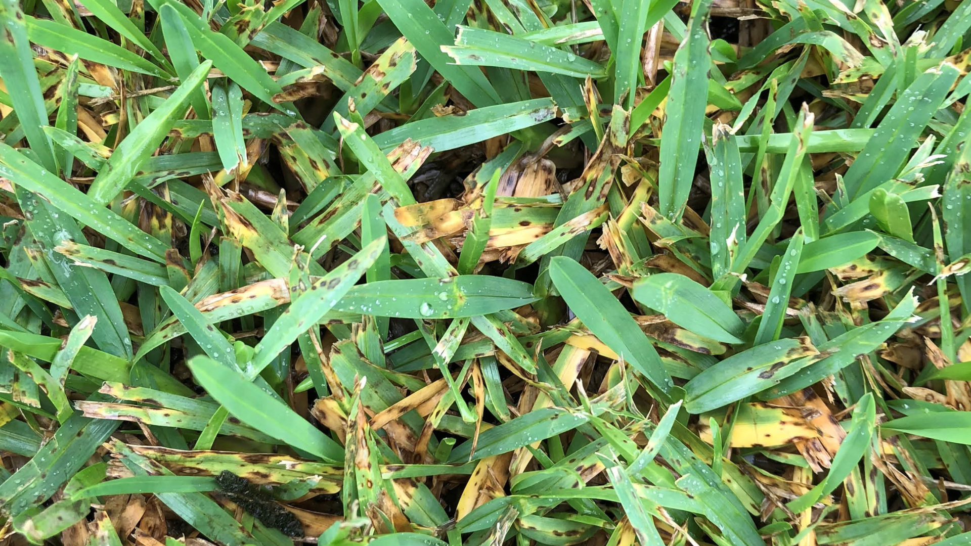 Gray_Leaf_Spot
