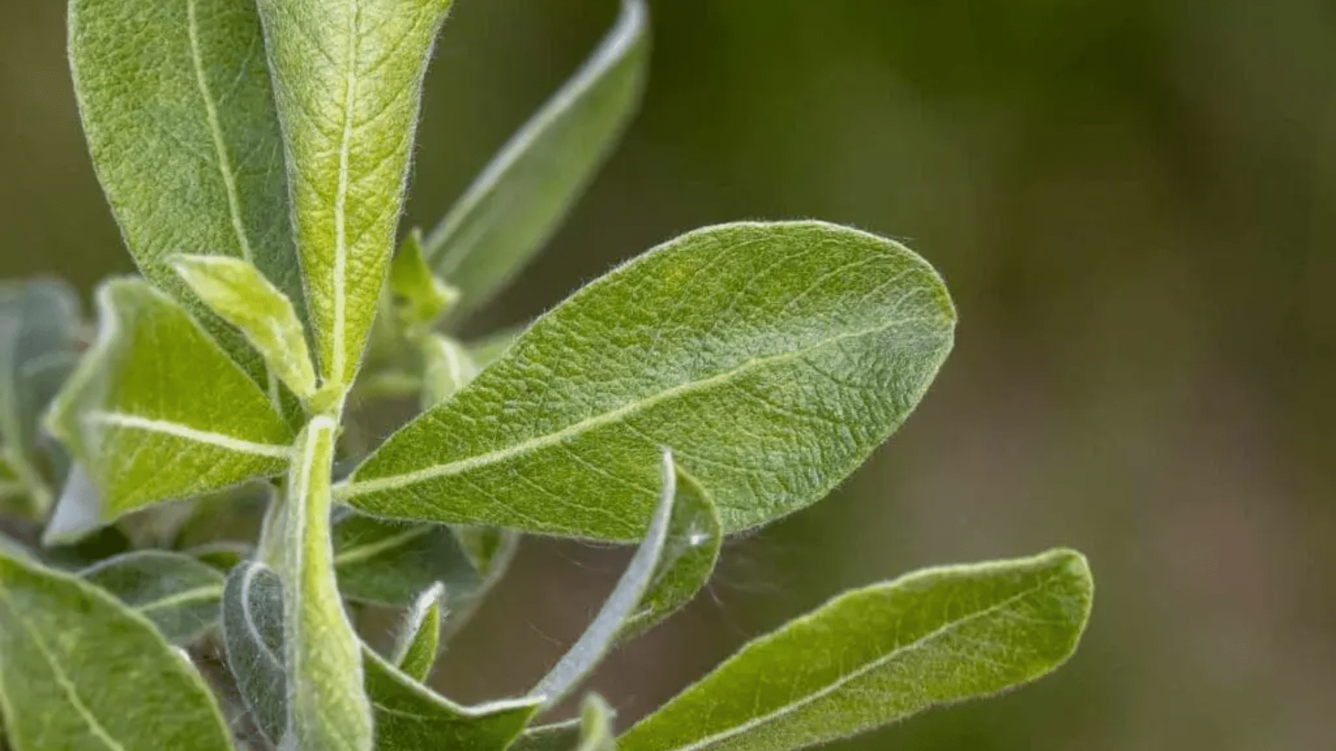 Gray_Willows_Identification
