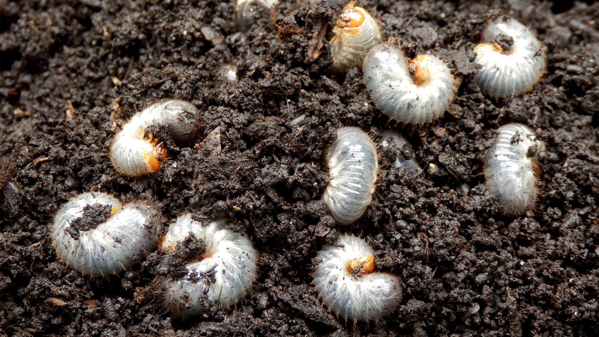 Grubs