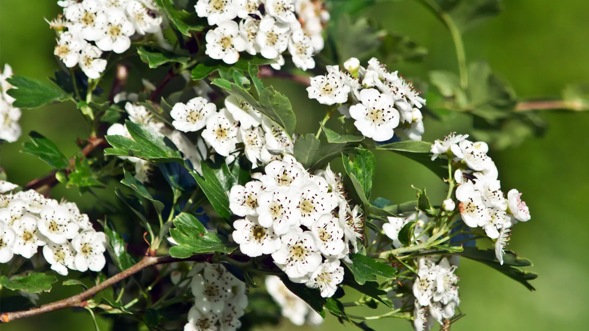 Habitat_and_Natural_Range_of_Hawthorn_Trees