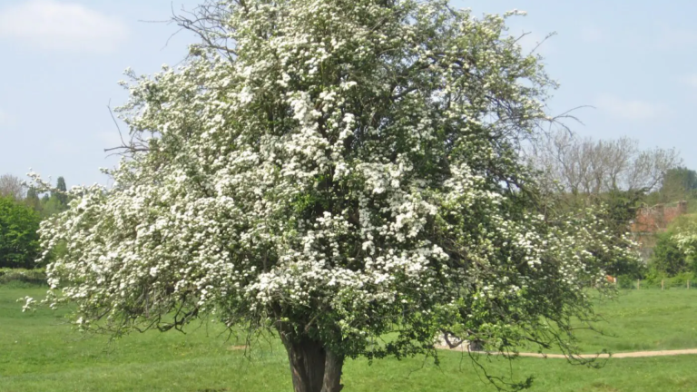 Hawthorn-Tree-Identification