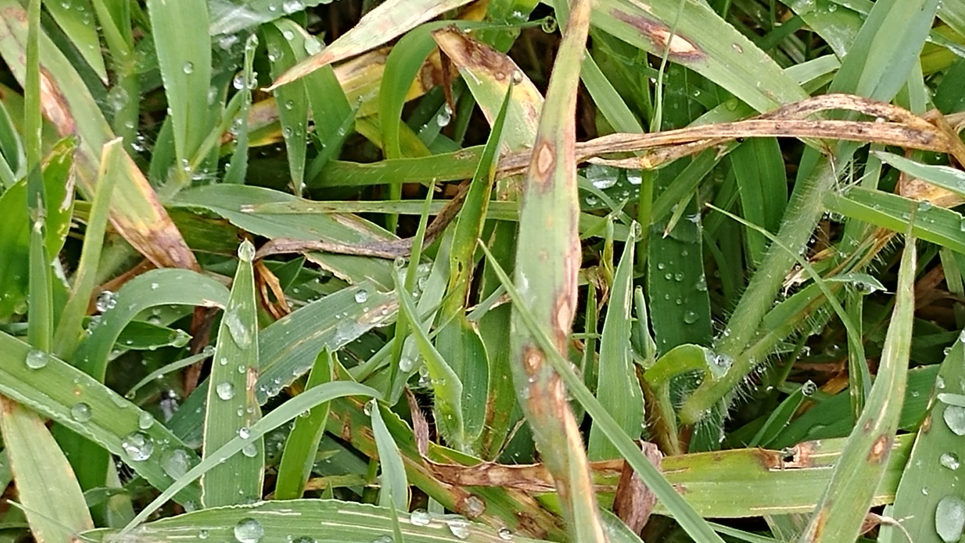 Helminthosporium_Leaf_Blight