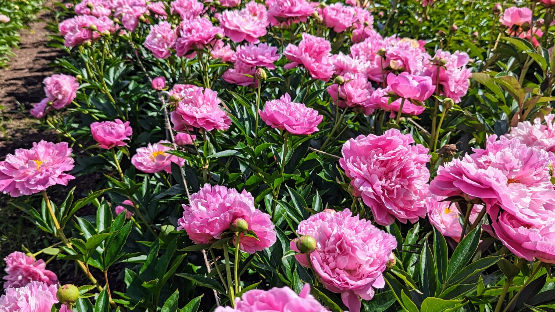 Herbaceous_Peonies