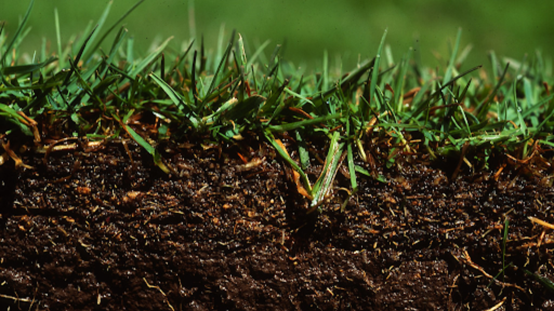 How Long Does Sod Take to Root?