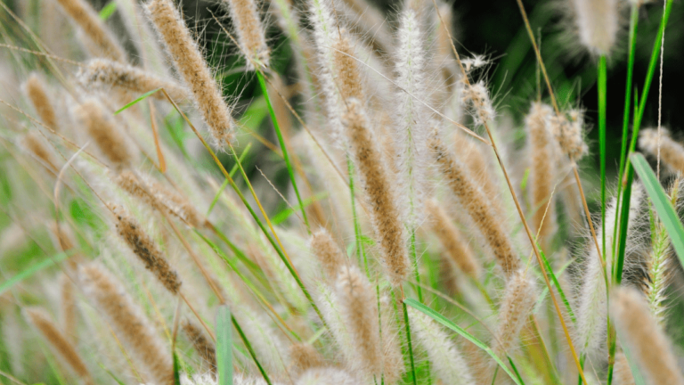 How to Control Foxtail Grass Growth