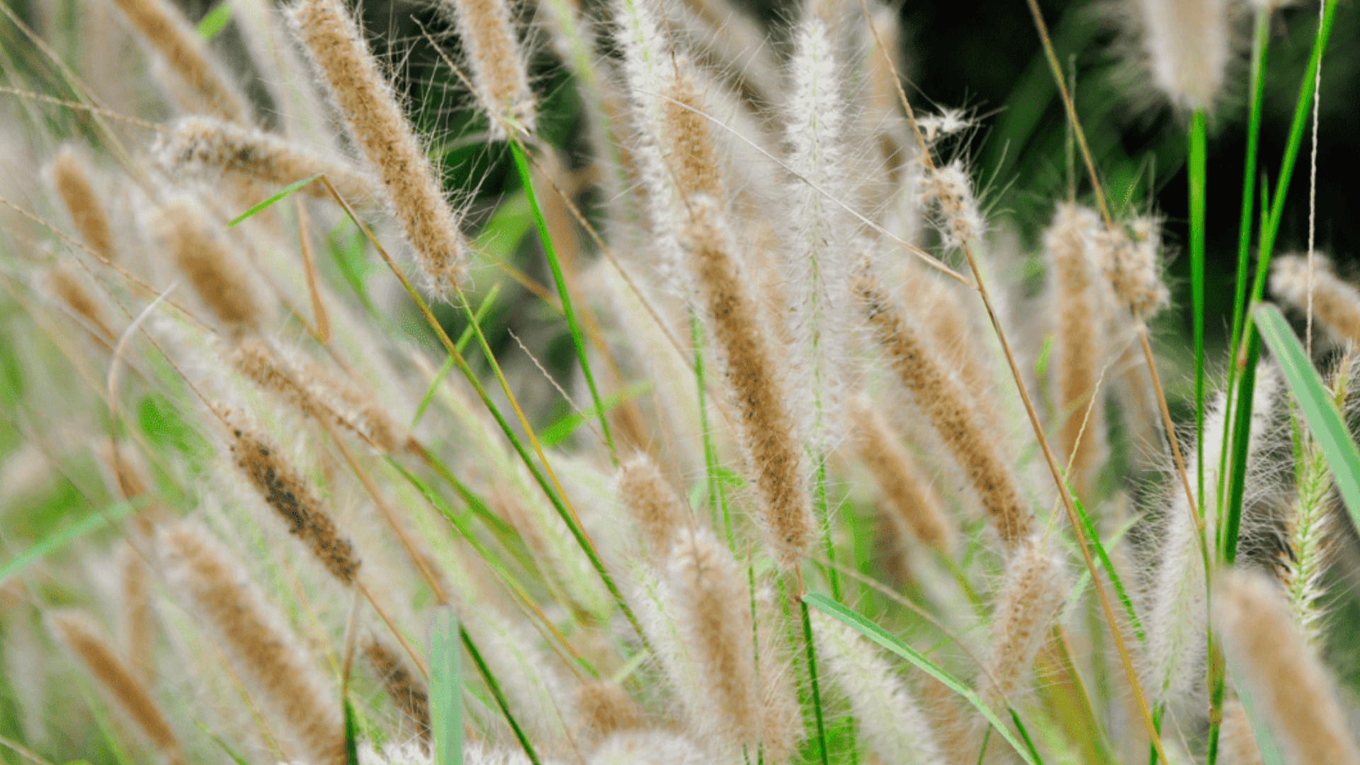 その他 monocolotion Foxtail-Grass Studio How to Control Foxtail Grass Growth - Randy Lemmon