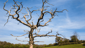 Barren Tree: Why Your Tree Isn’t Bearing Fruit - Randy Lemmon