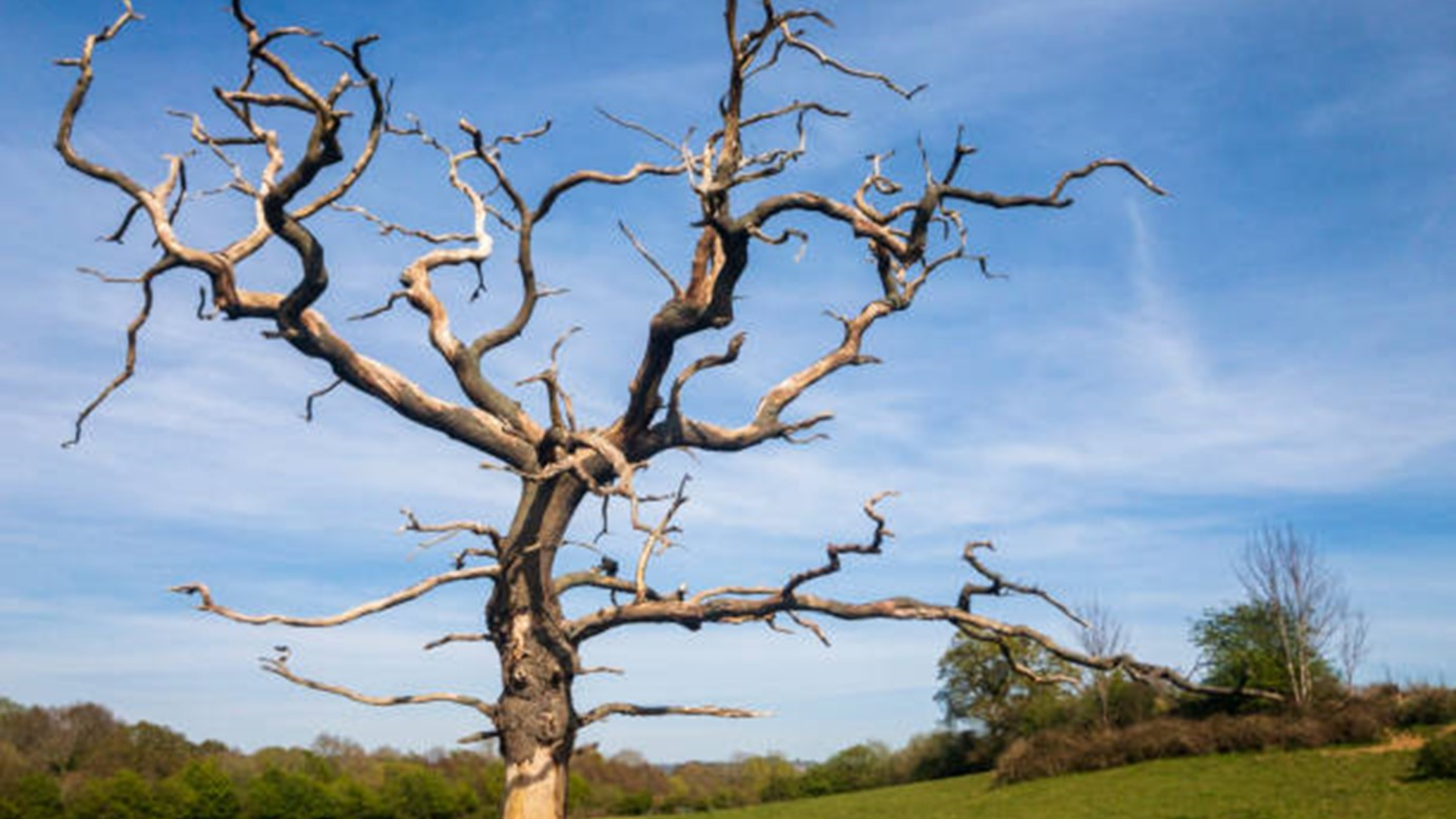 How to Diagnose a Barren Tree?