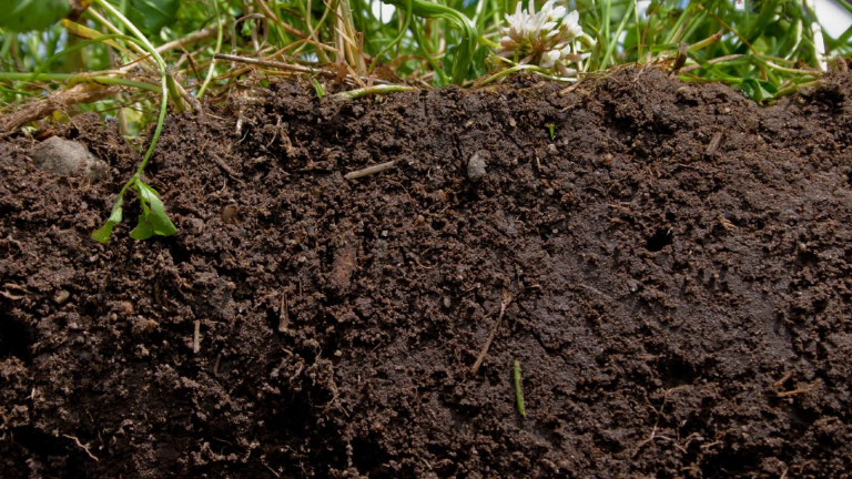 How to Fix Clay Soil in Your Lawn