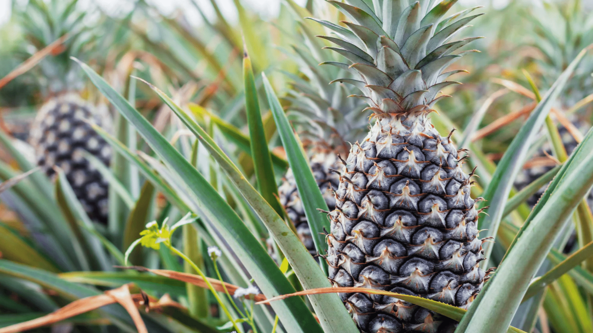 How to Grow and Care for A Pineapple Bromeliad?