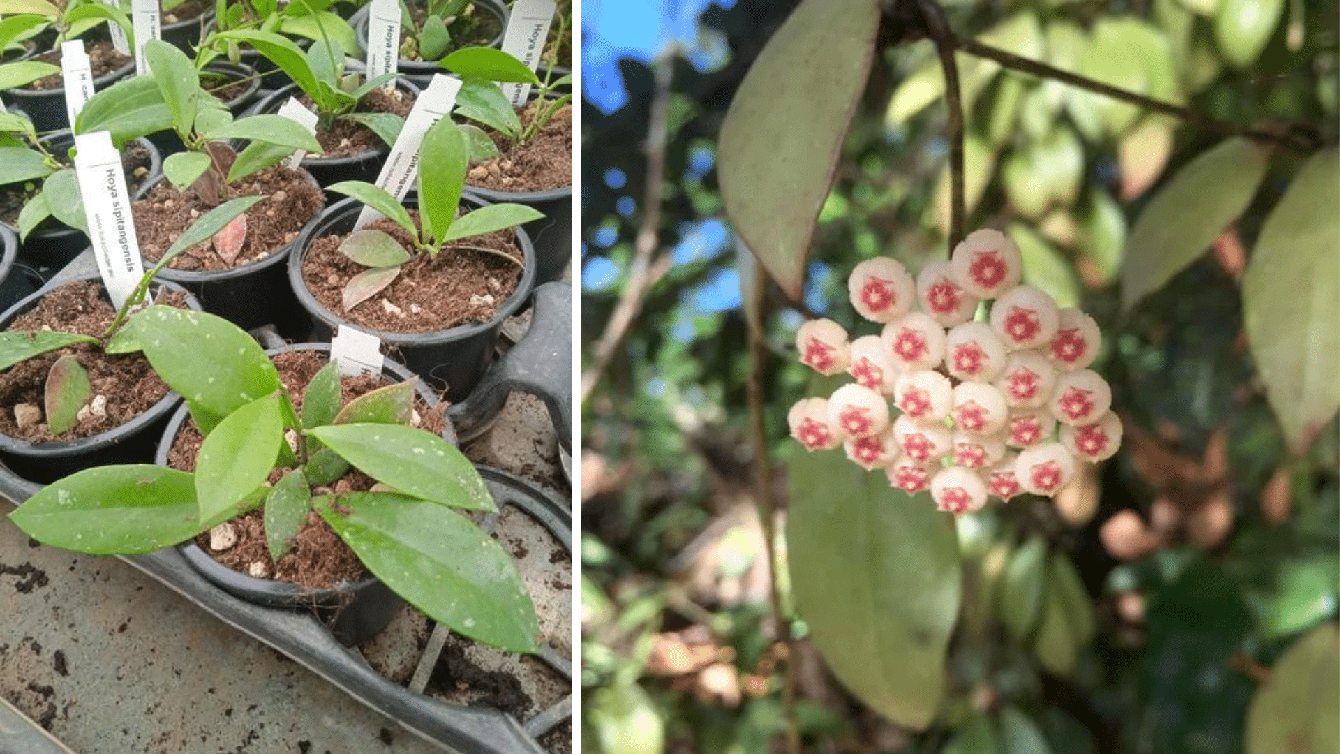 How to Grow and Care for Hoya sipitangensis