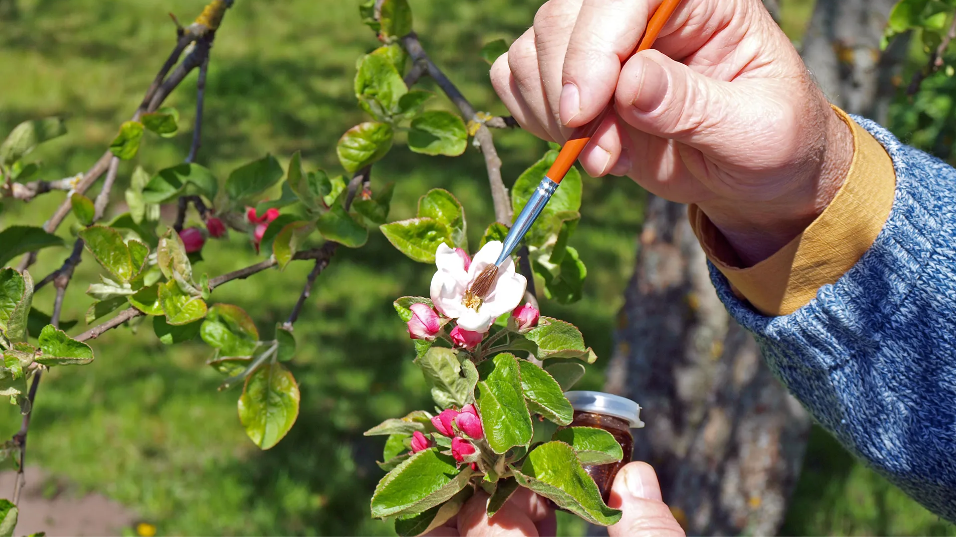 How to Help Your Tree Get Pollinated?