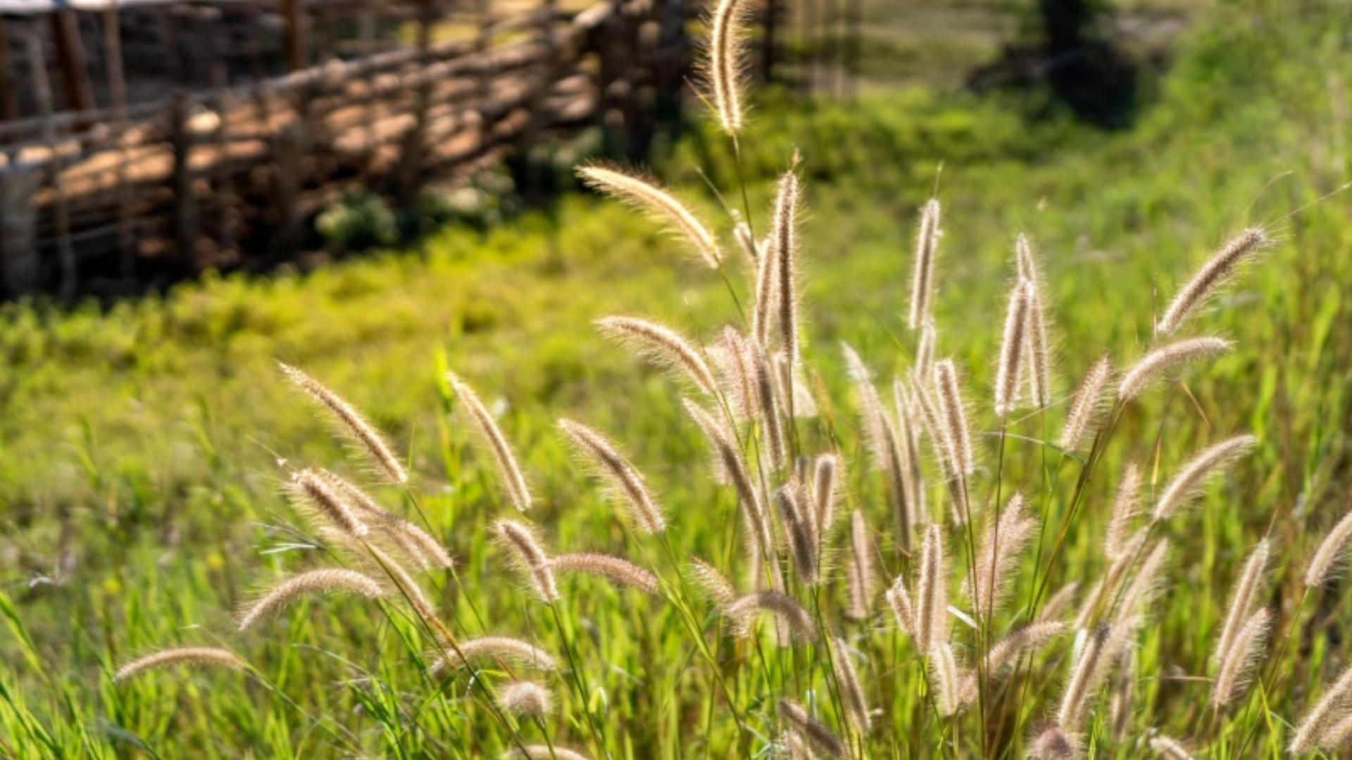How to Identify Foxtail Grass