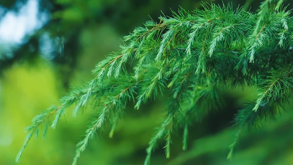 How to Identify Juniper Tree Leaves Easily?