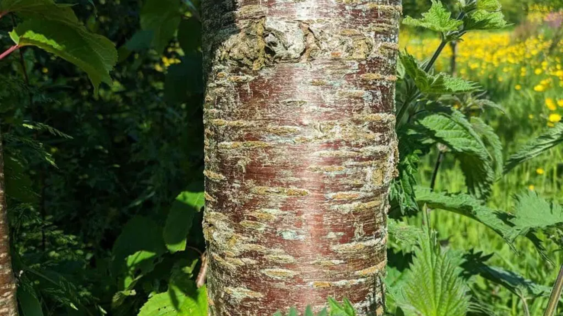 How to Identify a Wild Cherry Tree?