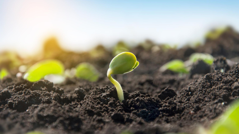 How to Improve Soil Quality Fast?