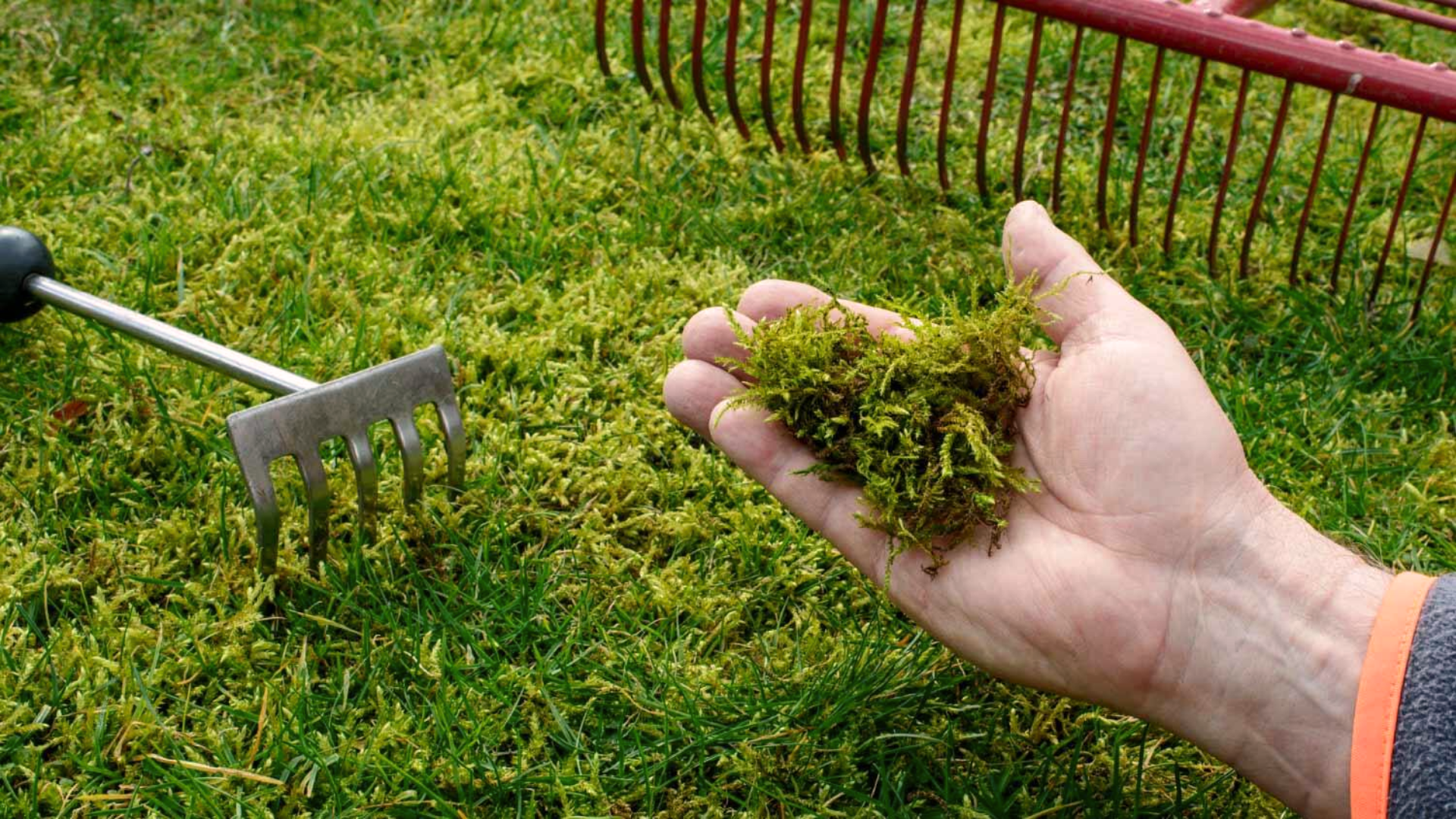 How to Prevent Moss Growth?