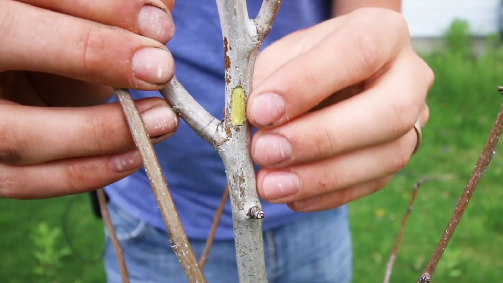 How to Tell If a Tree Is Truly Barren?