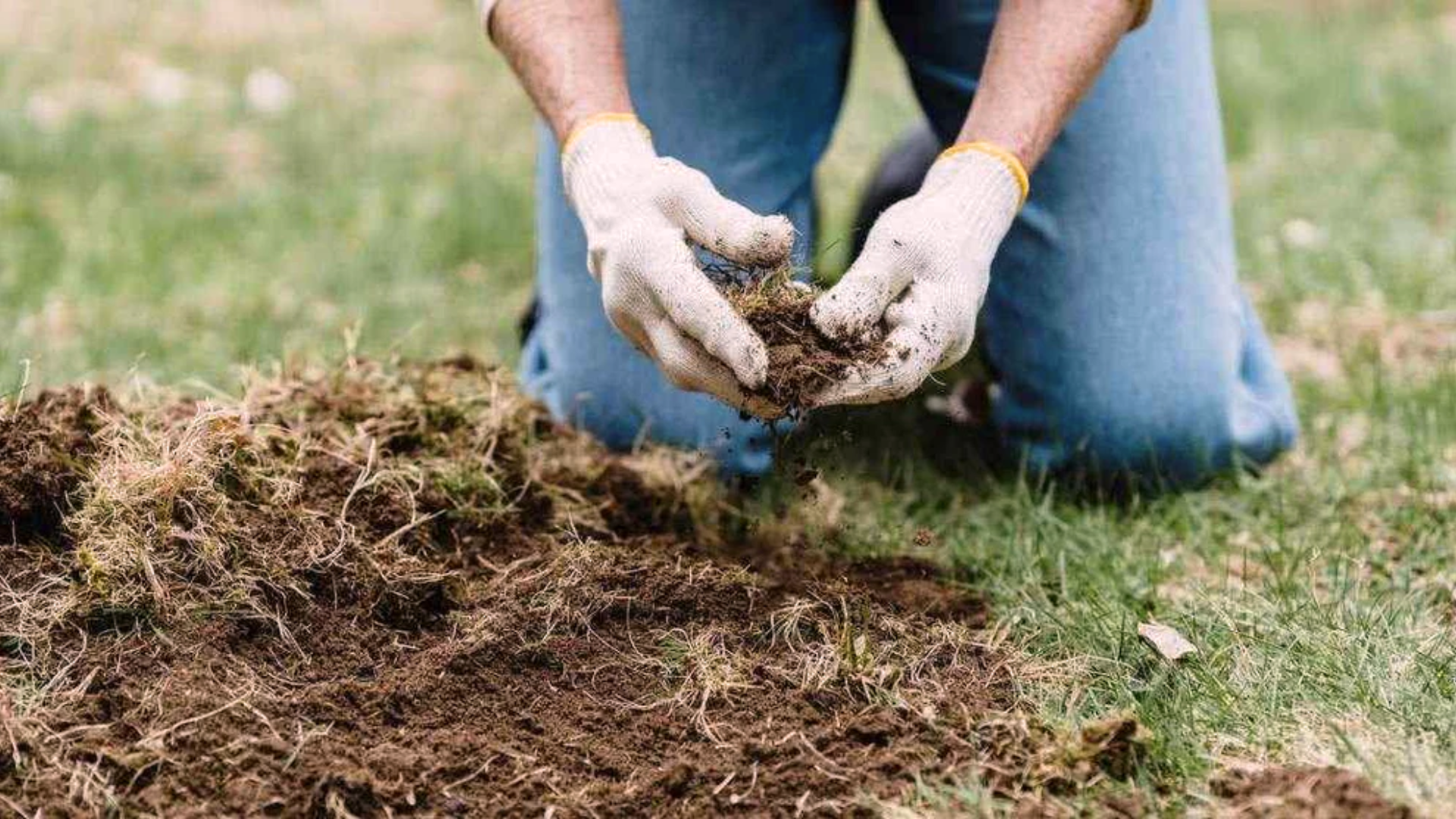 How_Long_Does_It_Take_Lawn_Fertilizer_to_Work
