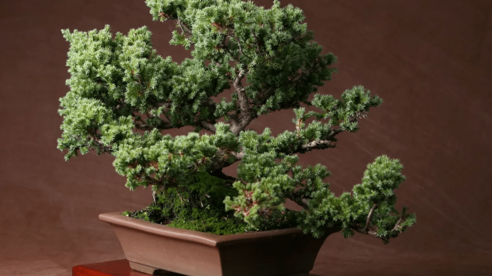 How_to_Care_for_Juniper_Tree_Leaves