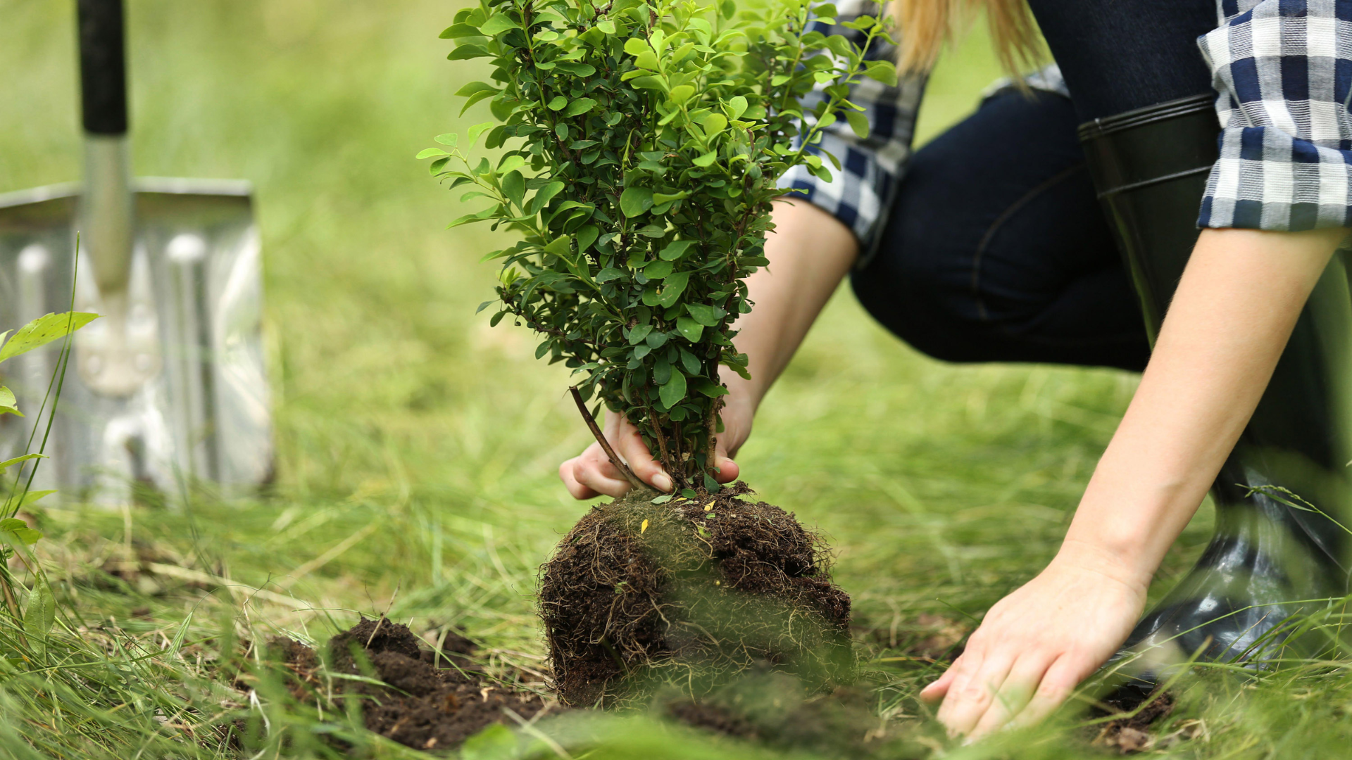 How_to_Transport_a_Small_Tree_Safely