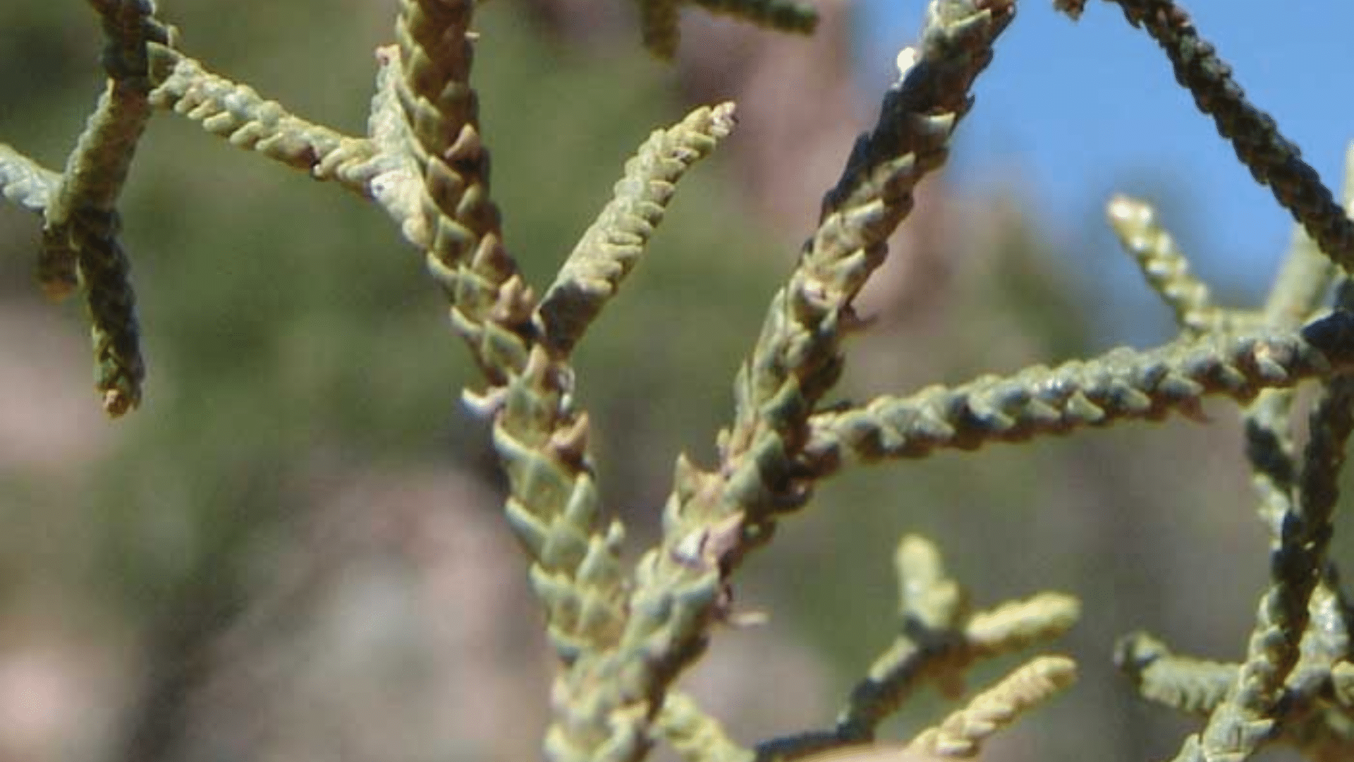 Identification_of_Juniper_Tree_Leaves