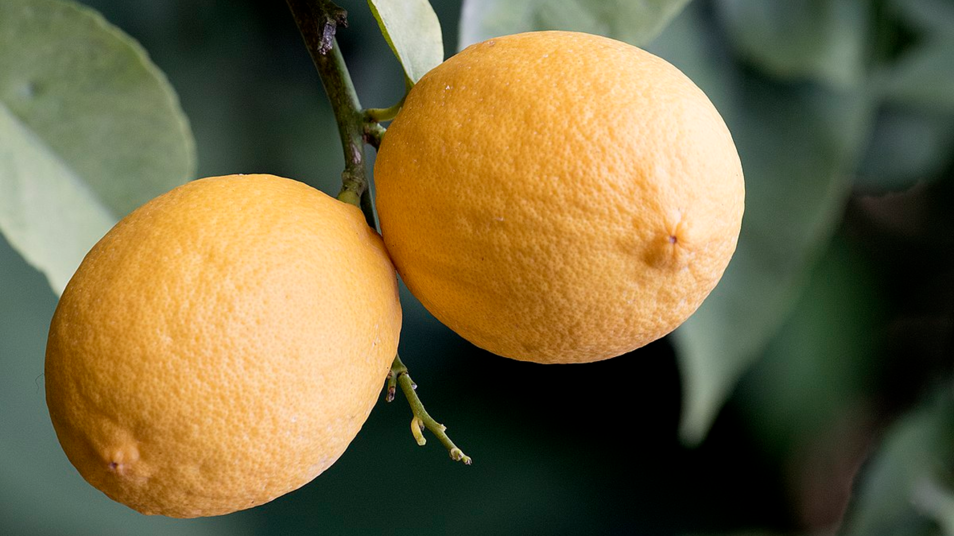 Interdonato_Lemon