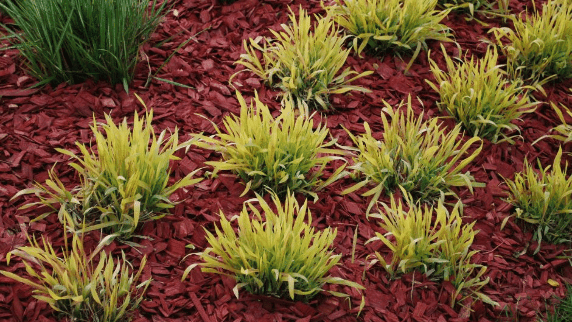Is Dyed Mulch Safe for Your Garden?