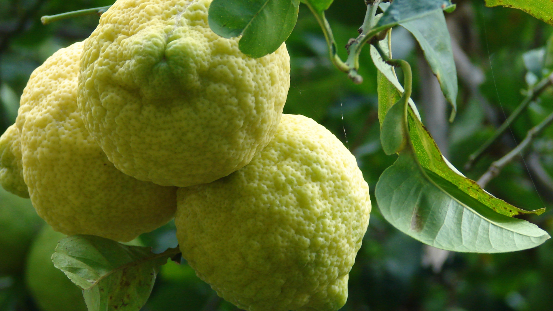 Jambiri_Lemon