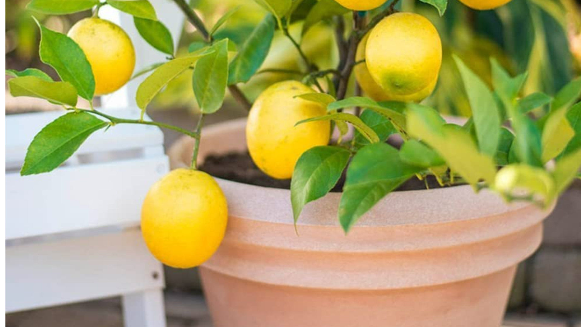 Kagzi_Kalan_Lemon