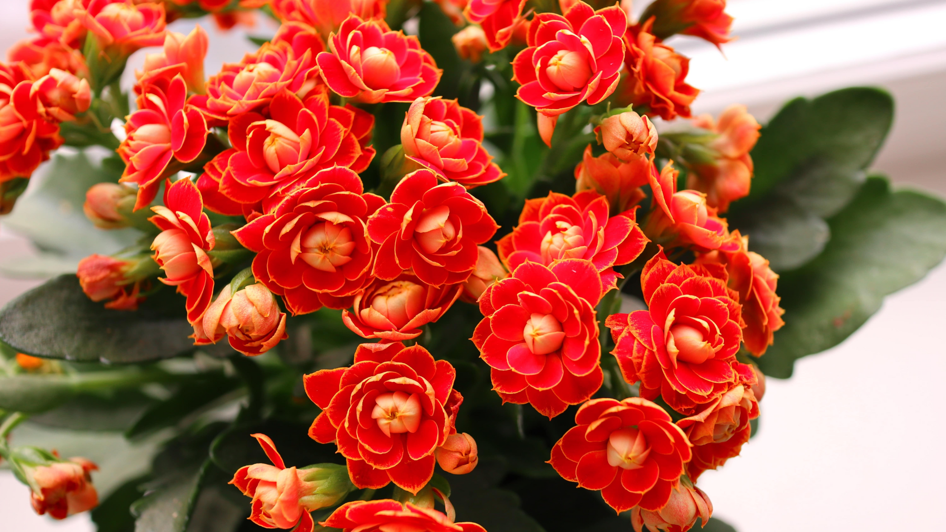 Kalanchoe