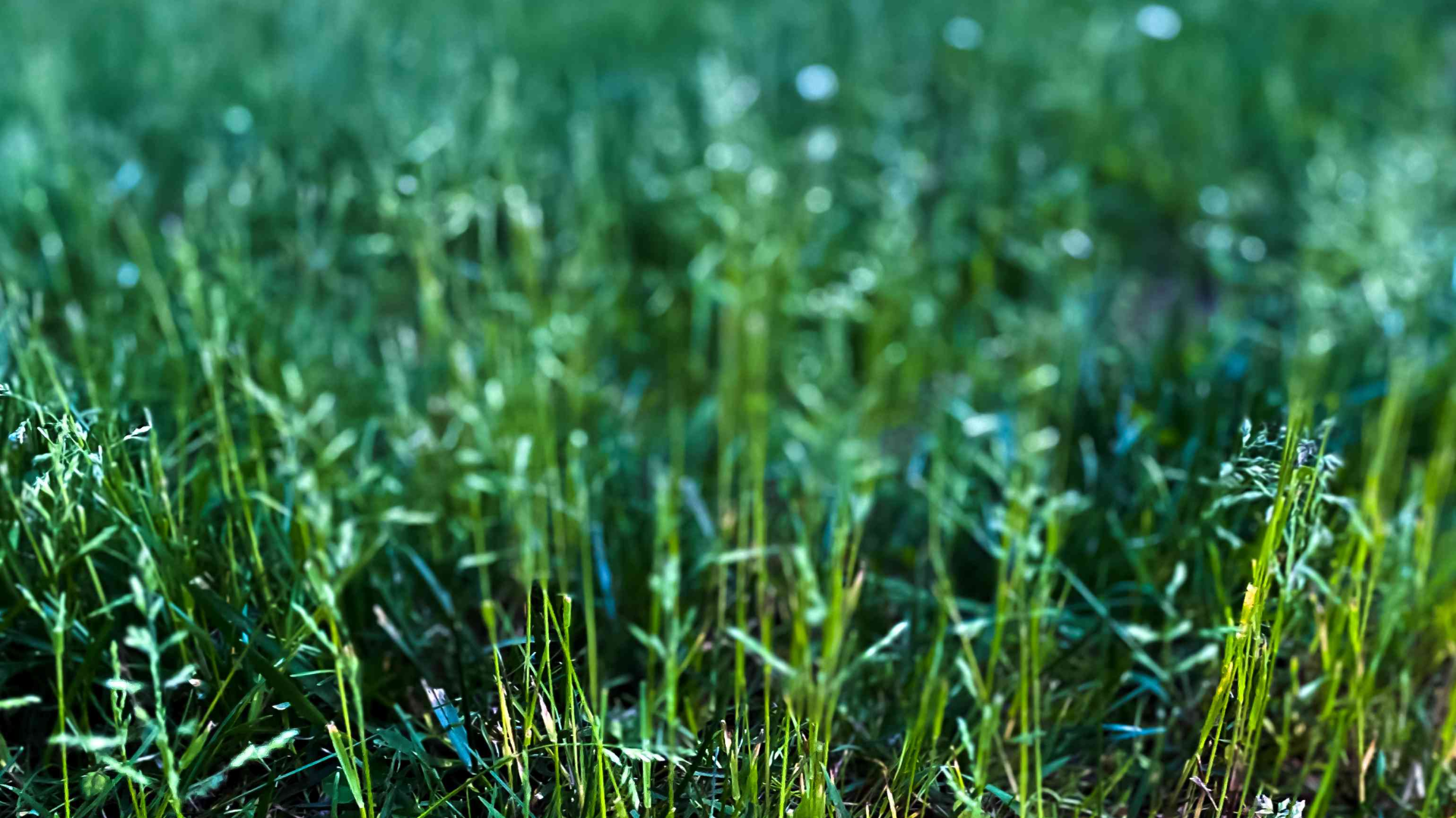 Kentucky_Bluegrass