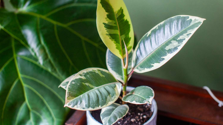 Key Benefits of Indoor Rubber Plants