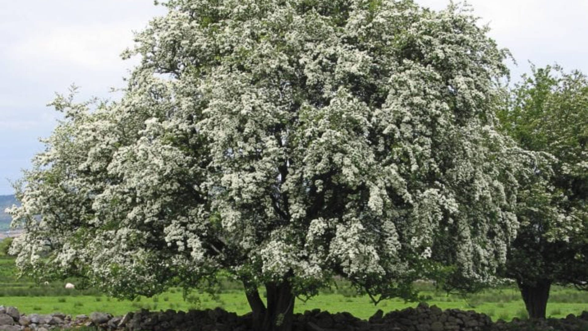 Key_Identification_Features_of_a_Hawthorn_Tree