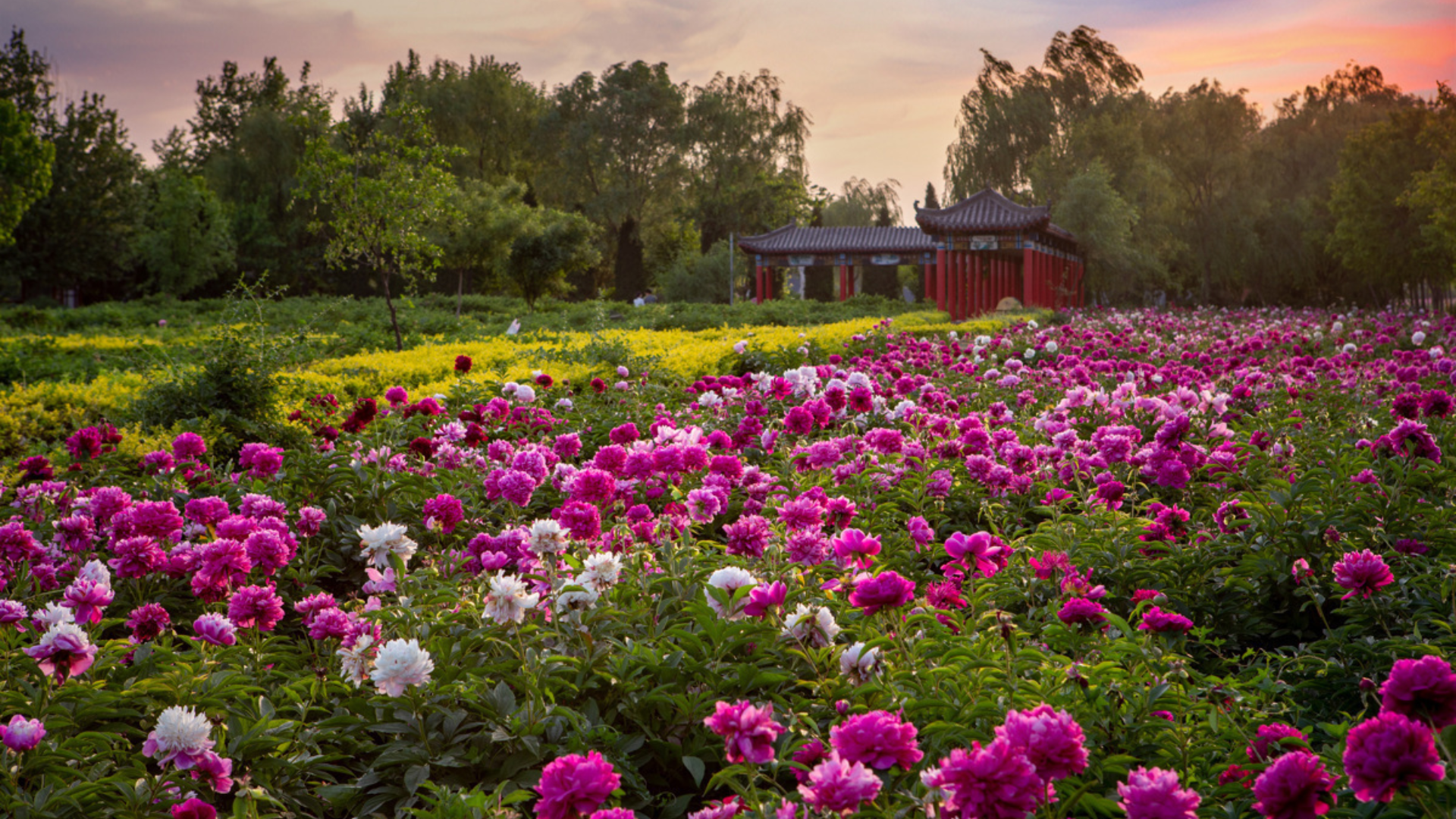 Lao_Tzu_Peony_Garden_China