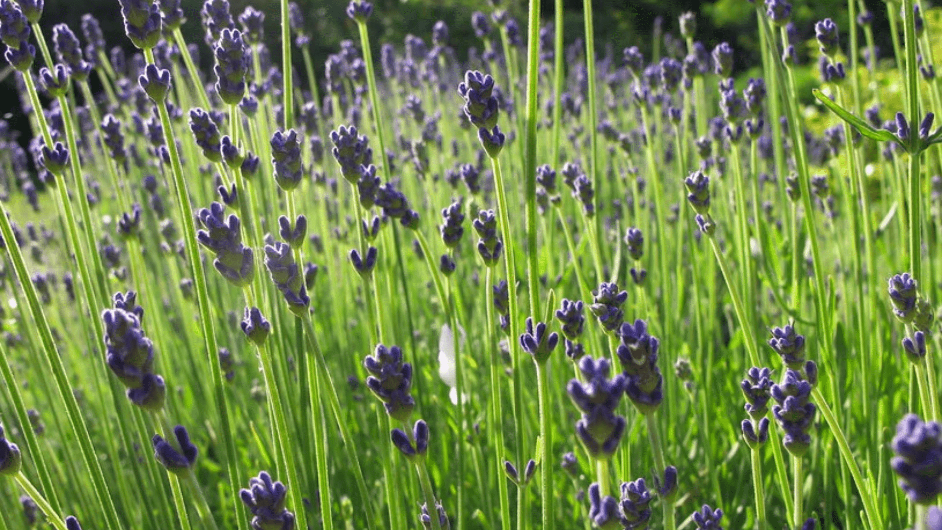 Lavender