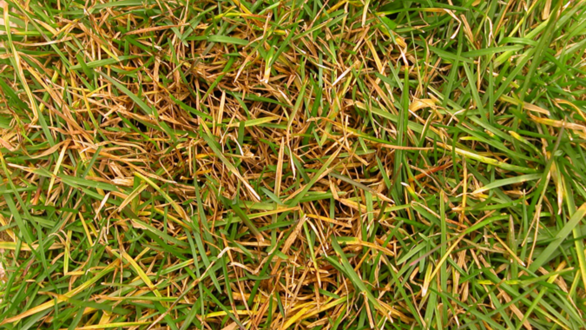 Leaf_Spot