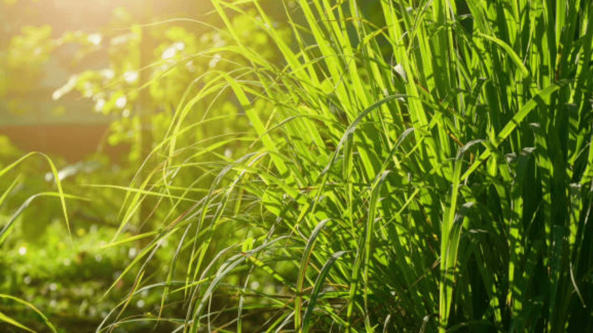 Lemongrass