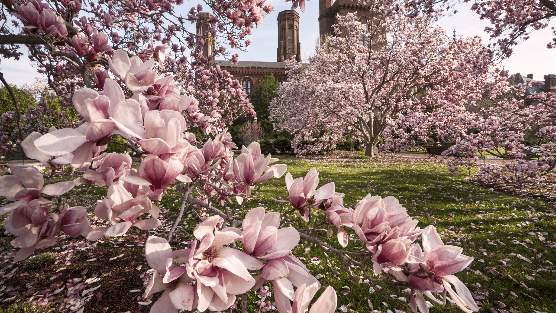 Magnolia